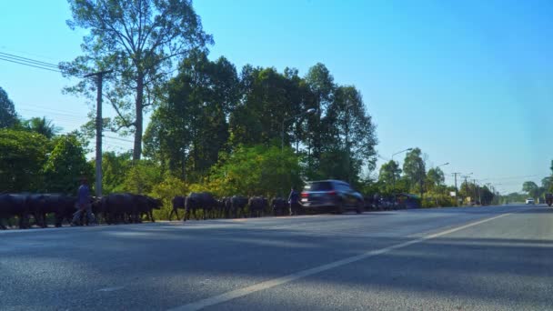 水牛群白天在主干道上活动 — 图库视频影像
