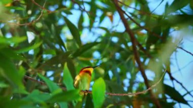 Renkli arı yiyici bir dalda sabah güneşini yakalar.