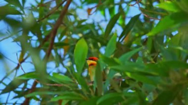 Renkli arı yiyici bir dalda sabah güneşini yakalar.