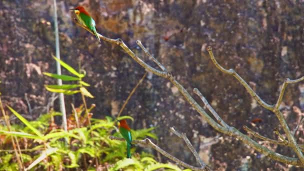 Colorful Bee Eaters Catches Morning Sunlight Branch — Stock Video