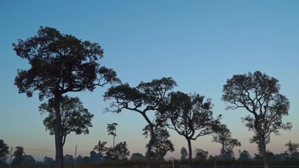 Пейзаж Золотой Восход Солнца Над Большими Деревьями Рисовом Поле — стоковое видео