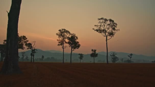 日落时分 稻田里的大树上挂着甜美的天空 — 图库视频影像