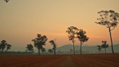 Güzel gündoğumunda pirinç tarlasında uzun ağaçların siluetleri. 