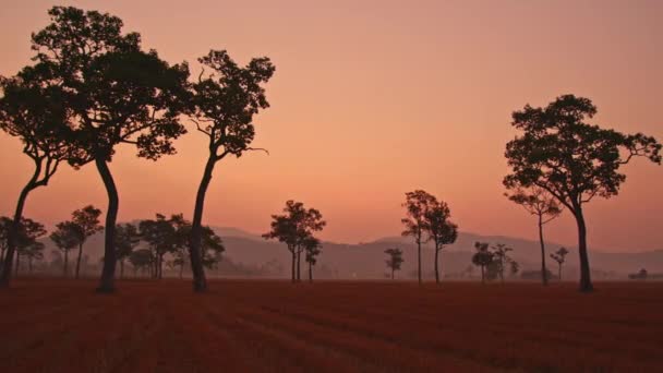 Удивительное Розовое Небо Закате Над Большими Деревьями Рисовом Поле Солнечный — стоковое видео