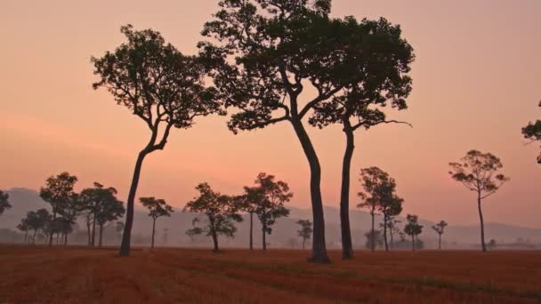 Pirinç Tarlasındaki Büyük Ağaçların Üzerinde Gün Batımında Inanılmaz Pembe Gökyüzü — Stok video