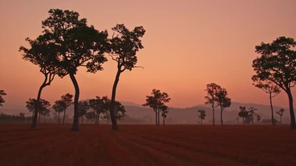 Increíble Cielo Rosa Puesta Sol Por Encima Los Grandes Árboles — Vídeos de Stock
