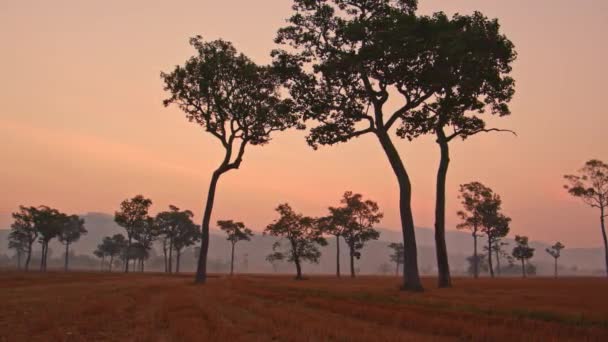 Niesamowite Różowe Niebo Zachód Słońca Nad Dużymi Drzewami Polu Ryżowym — Wideo stockowe