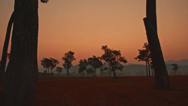Pirinç Tarlasındaki Büyük Ağaçların Üzerinde Gün Batımında Inanılmaz Pembe Gökyüzü — Stok video