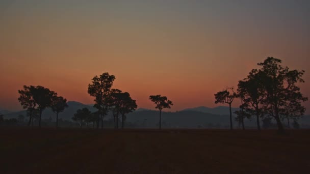 米畑の大きな木の上の日没の素晴らしいピンクの空 収穫シーズン中に田んぼの木に日光を当てる ピンクの空の背景をツイート — ストック動画