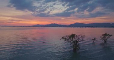 Mangrov ağaçlarının üzerindeki günbatımında hava manzaralı tatlı renkli gökyüzü. Muhteşem günbatımı ya da gün doğumu manzarası. Doğanın inanılmaz ışığı arka plan. renk deseni harika gökyüzü dokusu.