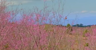 Güzel pembe kiraz çiçekleri, mavi gökyüzü ile bahçedeki ağaç dalları Pembe kiraz çiçekleri Japon bahçesindeki ağaç dallarında çiçek açıyor.