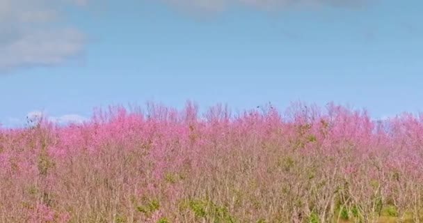 Mooie Roze Witte Kersenbloesem Bloemen Boomtak Tuin Met Blauwe Hemel — Stockvideo