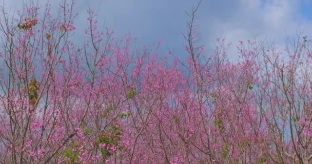 Красива Рожева Біла Вишня Квітка Гілка Дерева Саду Блакитним Небом — стокове відео