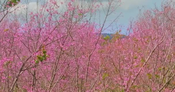 Schöne Rosa Weiße Kirschblüte Blumen Baumzweig Garten Mit Blauem Himmel — Stockvideo