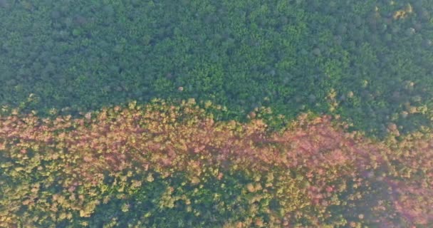 Herfst Bladeren Veranderen Van Kleur Kleurrijke Bladeren Omringd Door Weelderige — Stockvideo