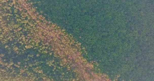 Luchtfoto Kleurrijke Bladeren Siert Stenen Grond Tuin Van Natuur Met — Stockvideo
