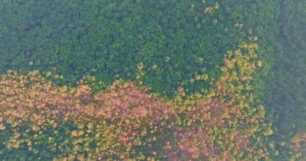 Herfst Bladeren Veranderen Van Kleur Kleurrijke Bladeren Omringd Door Weelderige — Stockvideo