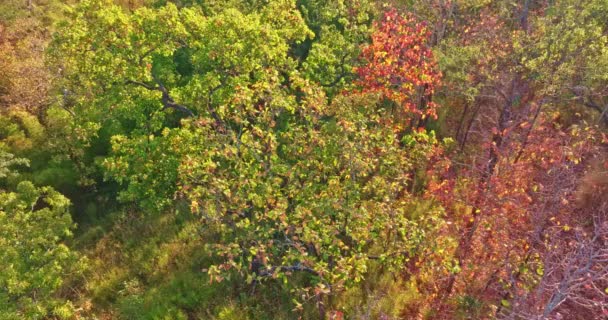 Vista Aérea Folhas Coloridas Adorna Pedras Chão Jardim Natureza Com — Vídeo de Stock