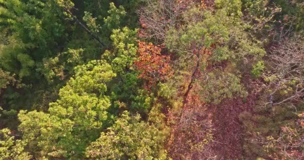 Folhas Outono Mudam Cor Folhas Coloridas Rodeado Por Árvores Exuberantes — Vídeo de Stock