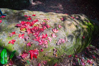 Sonbahar yaprakları gür ağaçlar ve canlı yeşilliklerle çevrili renkli yaprakları değiştirir.