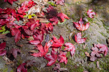 Sonbahar yaprakları gür ağaçlar ve canlı yeşilliklerle çevrili renkli yaprakları değiştirir.