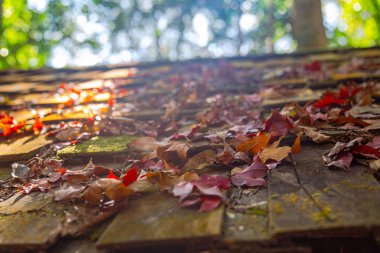 Parlak sonbahar yaprakları evin ahşap çatısını kaplar, kapatır