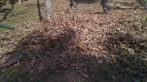 Workers Using Leaf Blowers Cleaning Falling Leaves City Park — Stock Video