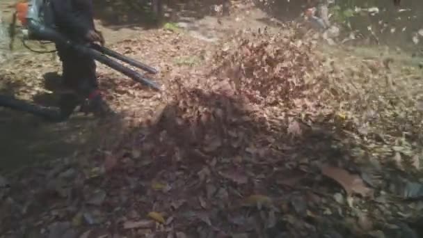 Робітники Використовують Листові Повітродувки Прибирання Опалого Листя Міському Парку — стокове відео