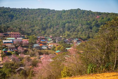 Dağ köyünde kiraz ağaçları pembe çiçek açmaya başlıyor. 