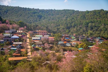 Dağ köyünde kiraz ağaçları pembe çiçek açmaya başlıyor. 