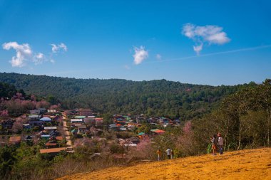 Dağ köyünde kiraz ağaçları pembe çiçek açmaya başlıyor. 