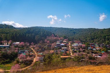 Dağ köyünde kiraz ağaçları pembe çiçek açmaya başlıyor. 
