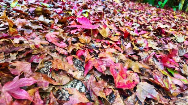五彩缤纷的秋叶落在地上 — 图库视频影像