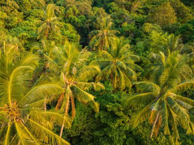 Özgürlük Kumsalı, büyük ağaçlar ve tam bir ormanla doğal halinde duruyor.