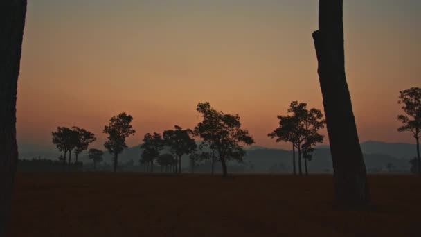 Сладкое Небо Над Большими Деревьями Рисовом Поле — стоковое видео