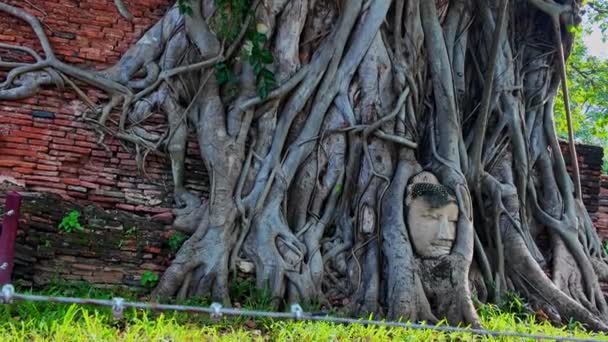 阿尤塔雅时期的佛头 有一百多年的历史 是在一棵树的根部 这是一张只剩下头的砂岩佛像 惊人的泰国 — 图库视频影像