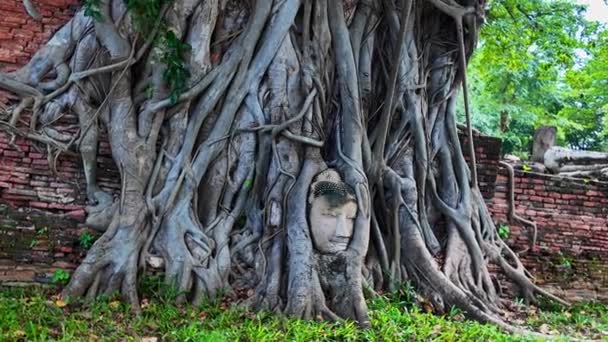 阿尤塔雅时期的佛头 有一百多年的历史 是在一棵树的根部 这是一张只剩下头的砂岩佛像 惊人的泰国 — 图库视频影像