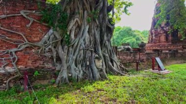 Ayutthaya dönemine ait bir Buda heykelinin başı, yüz yıldan daha eski, bir ağacın köklerinde. Sadece kafası kalmış bir kum taşı Buda görüntüsü. İnanılmaz Tayland