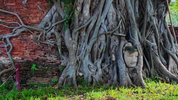 一个来自Ayutthaya时期的佛像的头颅 有一百多年的历史 是在一棵树的根部 这是一张只剩下头的砂岩佛像 令人惊讶的泰国 — 图库视频影像