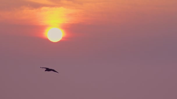 Sabah Gökyüzünde Uçan Bir Kuş — Stok video