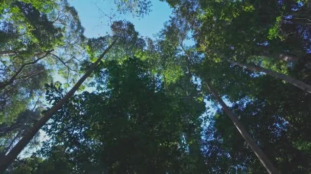 Wysokie Drzewa Lasieduże Drzewo Kabak Wielkości Dla Osób Objęcia — Wideo stockowe