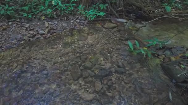 Petit Ruisseau Dans Grande Forêt — Video