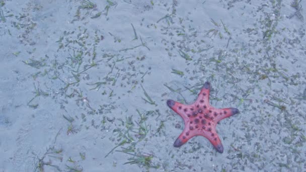 Red Starfish Alimenta Grama Mar Starfish Laranja Brilhante Mova Lentamente — Vídeo de Stock
