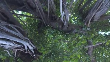 Bangkok 'un göbeğindeki büyük bir banyan ağacının kökleri. Banyan ağacı çok yıllık bir ağaçtır. Büyük bir ağaç gölgesi olarak kabul edilir. ve içinde zarafet var. Çevreyi koru