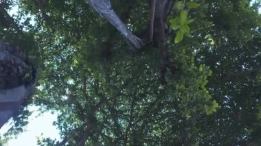 Bangkok 'un göbeğindeki büyük bir banyan ağacının kökleri. Banyan ağacı çok yıllık bir ağaçtır. Büyük bir ağaç gölgesi olarak kabul edilir. ve içinde zarafet var. Çevreyi koru