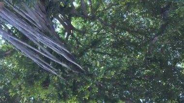 Bangkok 'un göbeğindeki büyük bir banyan ağacının kökleri. Banyan ağacı çok yıllık bir ağaçtır. Büyük bir ağaç gölgesi olarak kabul edilir. ve içinde zarafet var. Çevreyi koru