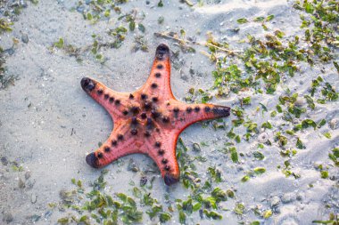 Red starfish feeds on sea grass. bright orange starfish Move slowly on the sand clipart