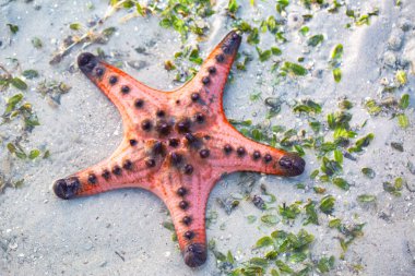 Bolluk dolu deniz vardır. Güzel doğa vardır. Krabi Eyaleti 'nin sessiz denizinde. Sahilde güneş doğarken kırmızı deniz yıldızı. Parlak turuncu deniz yıldızı, kumsalda yavaşça hareket eder. adaların arka planı.