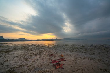 Uçsuz bucaksız denizin üzerinde gün doğumunda çarpıcı bir gökyüzü. Kızıl denizyıldızı deniz otuyla beslenir. Parlak turuncu deniz yıldızı kumsalda yavaşça hareket eder. Deniz yıldızı deniz otları boyunca yaşar. Uçsuz bucaksız denizin üzerinde hareket eden bulut
