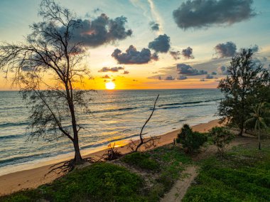Çam ağacının üzerinde hava manzaralı güzel bir gün batımı. Gün batımının altın gökyüzünde güzel bir bulut. Soyut doğa arkaplanı